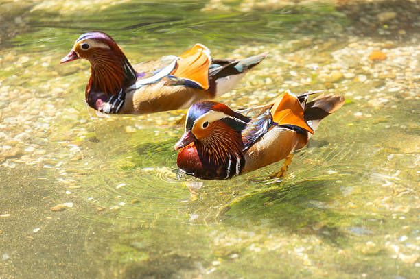 A Mandarin duck and a common duck on a tranquil pond