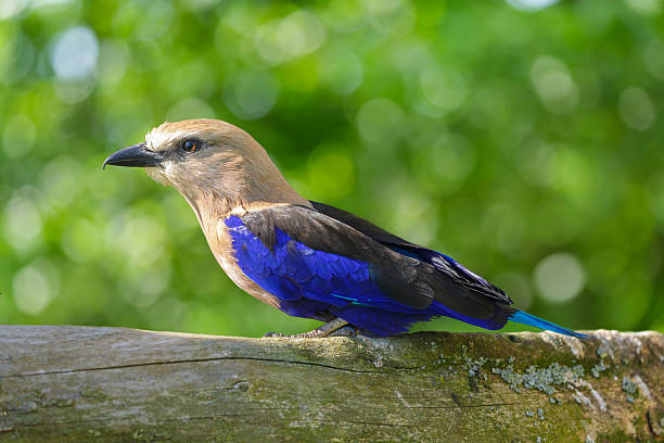 istock indian roller bird perching on stump on green background. Coracias benghalensis 2218303293