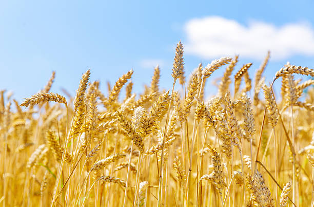 istock Ripening wheat ears in a field 2218303304