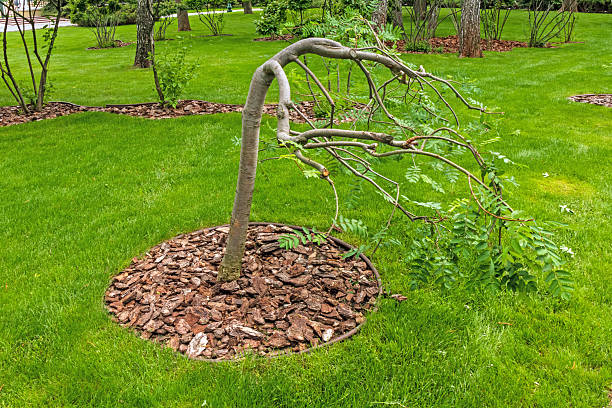 istock A young tree with a curved and leaning trunk growing on a green lawn. The tree is surrounded by bark mulch 2218304710