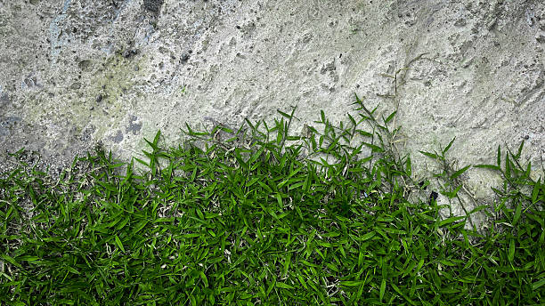 istock photo captures the seamless transition between a rough concrete texture and lush green grass. it showcases a natural contrast that can be used for presentations, website backgrounds 2218306770