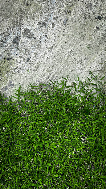 istock photo captures the seamless transition between a rough concrete texture and lush green grass. it showcases a natural contrast that can be used for presentations, website backgrounds 2218306788