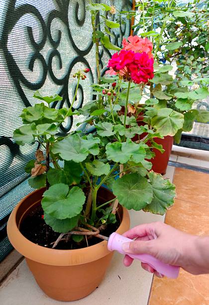 istock Balcony garden with blossom flowers 2218308255