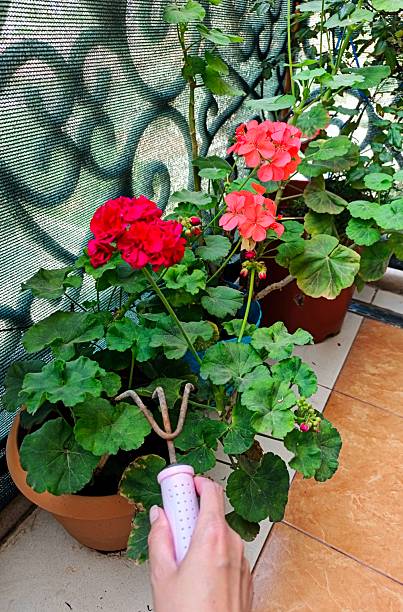 istock Balcony garden with blossom flowers 2218308336