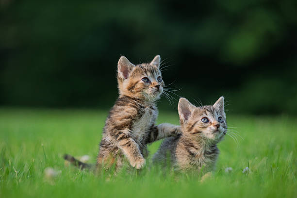 istock Two cute tabby kittens in green grass 2218311364