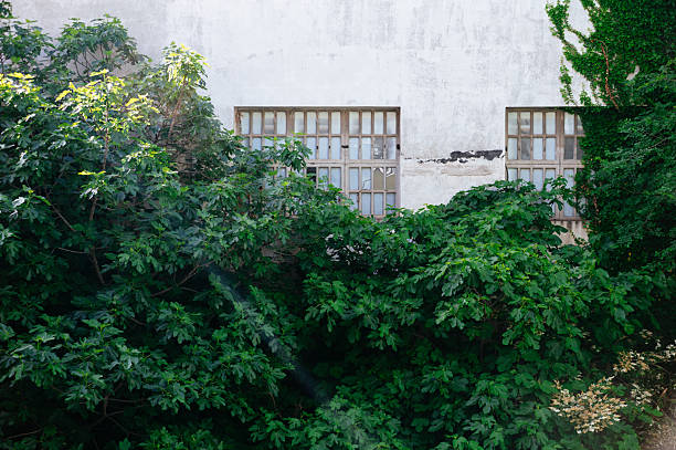 An old industrial building surrounded of trees