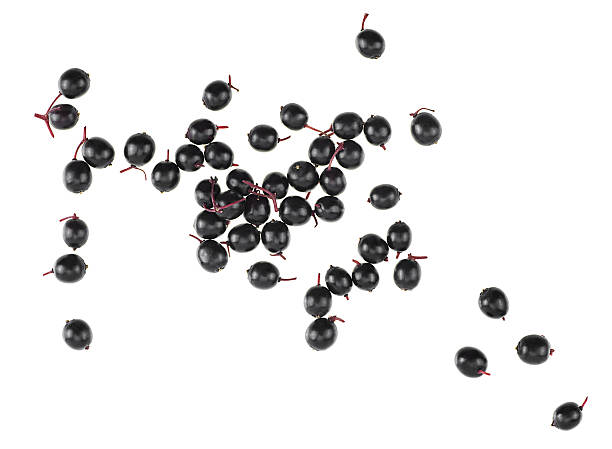 istock Fresh Sambucus berries isolated on a white background, top view. Healing berries. 2218314289