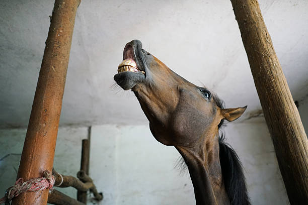 Cute bay horse with white stripe yawning