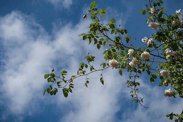 Branch of white rose flowers variety against the sky