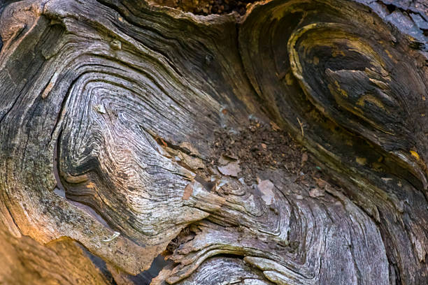 Background with the texture of a dry tree knot; callus on a tree trunk
