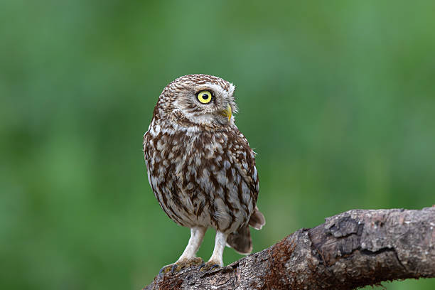 istock Little owl sitting in the meadows 2218316578