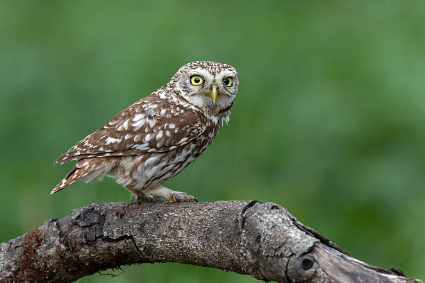 istock Little owl sitting in the meadows 2218316588