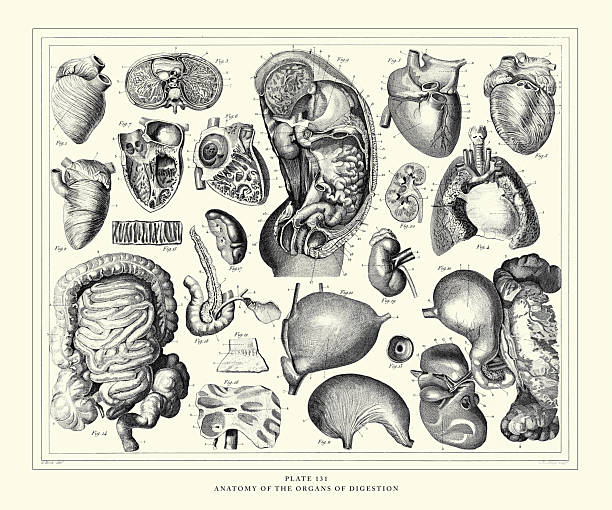 Anatomy of the Organs of Digestion Engraving Antique Illustration, Published 1851. Source: Original edition from my own archives. Copyright has expired on this artwork. Digitally restored.