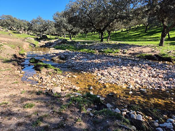 istock Sierra Morena Natural Park, Andujar, Spain – 2025 2218316816