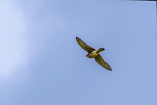 istock Common Kestrel in flying in blue sky background. 2218318975