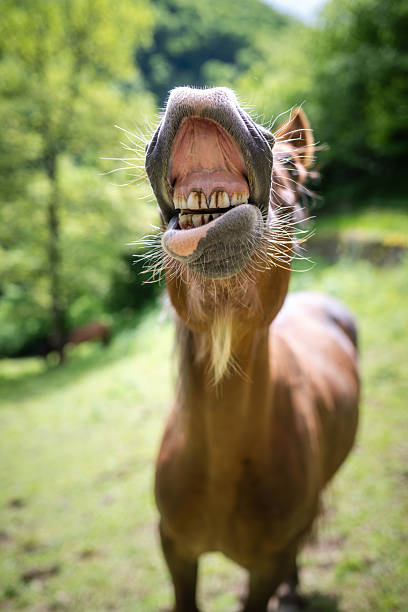 istock Funny horse in the field showing its teeth 2218319364