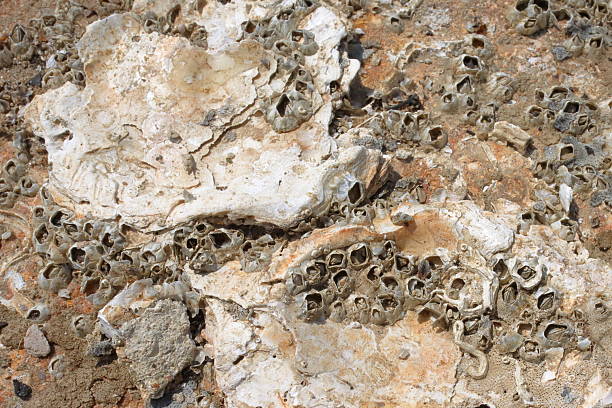 istock Macro View of Oyster Shells, Barnacles and Fossils 2218319576