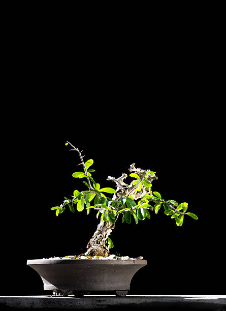 Small plant in a pot against black background