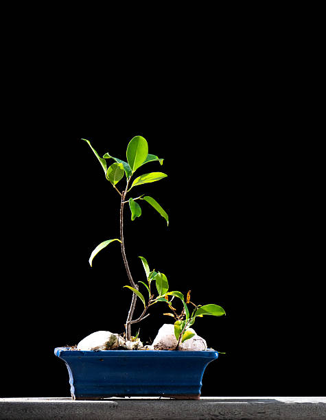 istock Small plant in a pot against black background 2218320728