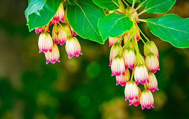 The delicate bell shaped flowers of the Red Vein Enkianthus in a Cape Cod garden.
