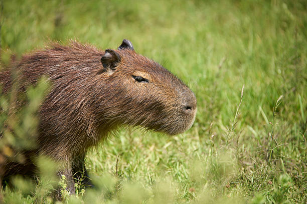 istock Capybara, hydrochoerus hydrochaeris, in El Palmar National Park, Argentina 2218322089