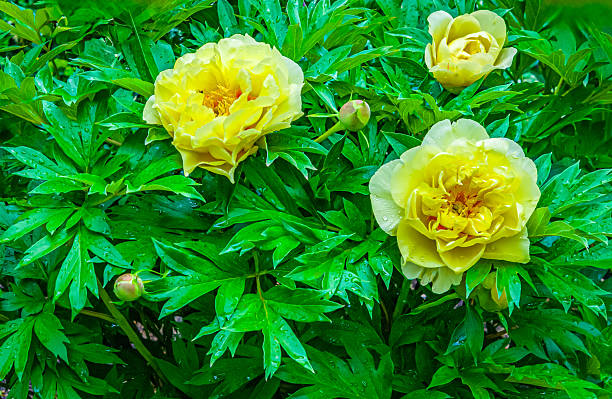 A trio of beautiful yellow peonies in a Cape Cod garden on a late May morning during a rain shower.