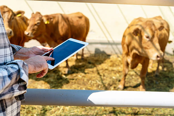 istock Farm  worker using a digital tablet to inspect livestock 2218322954