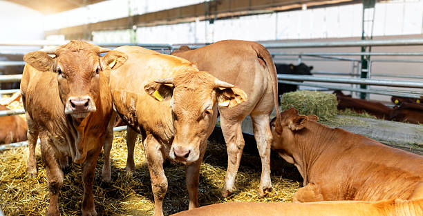 istock Jersey cattle indoors in livestock barn 2218322958