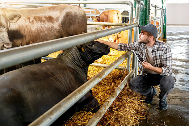 istock Male farm worker inspecting cows in livestock barn with digital tablet 2218322959