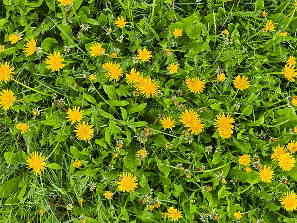 istock Dandelion flowers close-up 2218323007