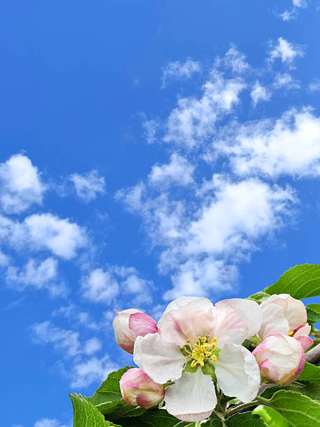 Beautiful apple tree blossom against a bright blue sky. Space for copy. The scene captures the essence of spring and nature's beauty.