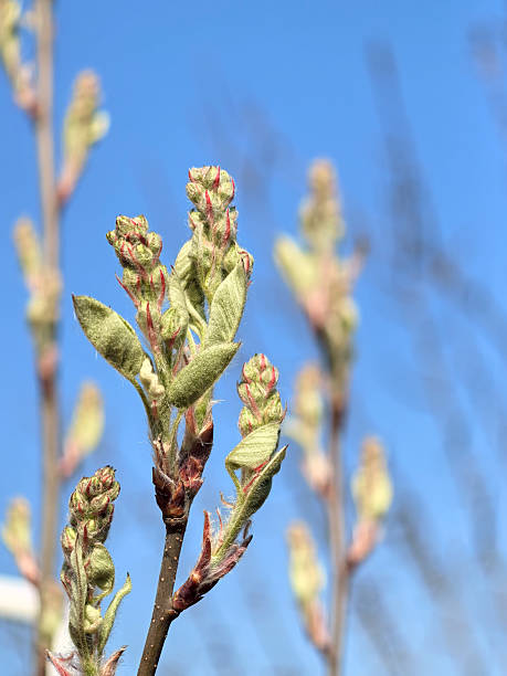 New green buds sprout on slender juneberry tree branches (Amelanchier), signaling the arrival of spring. The bright blue sky creates a peaceful backdrop for this vibrant natural scene.