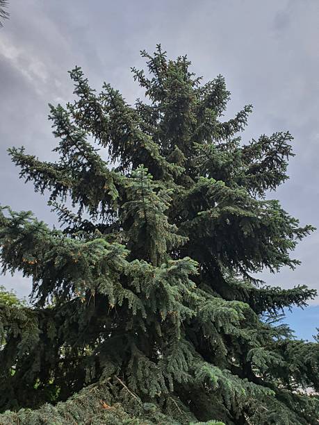istock Beautiful tree in the woods looking up shot 2218324958