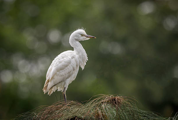 A juvenile Cattle Egret (Bubulcus ibis) perches atop a grassy mound in Costa Rica. Its slightly tousled feathers and attentive posture suggest curiosity, offering a gentle contrast to the blurred green backdrop of its natural habitat.