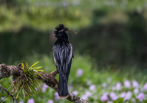 An Anhinga (Anhinga anhinga) perches quietly on a moss-laden branch, its back to the camera and long tail feathers on display. The bird’s dramatic black and white plumage contrasts beautifully with the soft-focus background of wildflowers and forest reflections in Costa Rica.