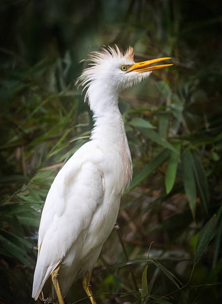 With its crest feathers flared and beak slightly open, a Western Cattle Egret (Bubulcus ibis) displays a rare expressive moment. Set against a bamboo-filled backdrop in Costa Rica, this pose highlights both its elegance and personality.