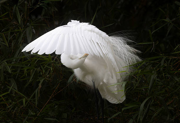 istock Great Egret Grooming Under Wing, Costa Rica 2218325295