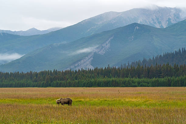 istock Brown Bear Walking Through Alpine Meadows in Alaska 2218332605
