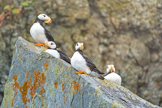 istock Group of Puffins Nesting on Coastal Cliffs in Alaska 2218332613
