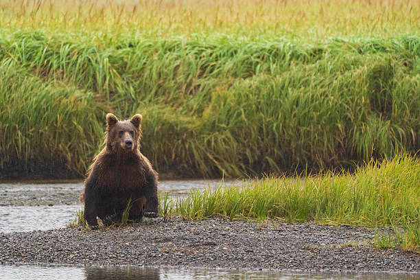 istock Young Brown Bear Resting in a River in Alaska 2218332614