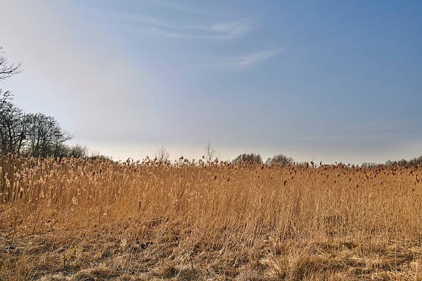 A photo of a vibrant country field in harvest