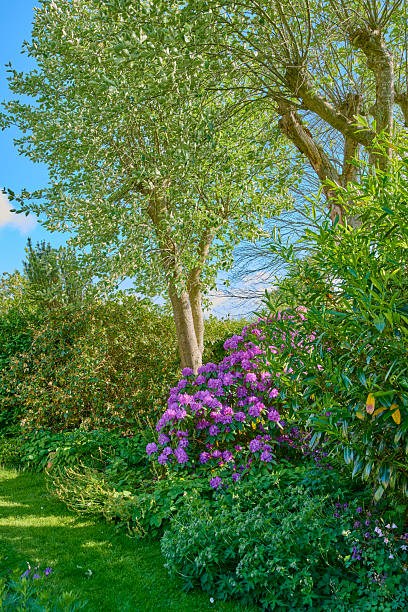 istock Lush Danish garden with Rhododendron blooming in spring surrounded by vibrant greenery and tranquil trees 2218334778