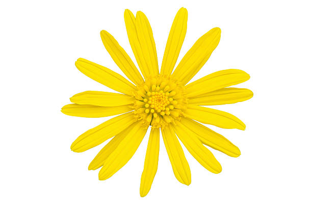 istock yellow daisy flower isolated on white background 2218338793