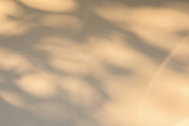 istock Abstract natural tree branch leaves shadow on beige wall background 2218339121
