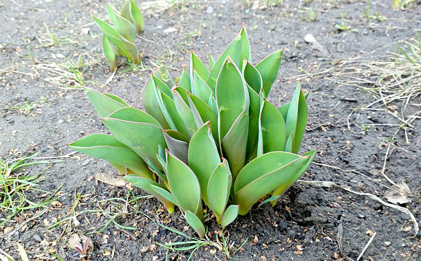 istock Emerging leaves in spring symbolize renewal, growth,  hope. Natural light captures the delicate textures of new life breaking through soil. Editorial, gardening. 2218339393