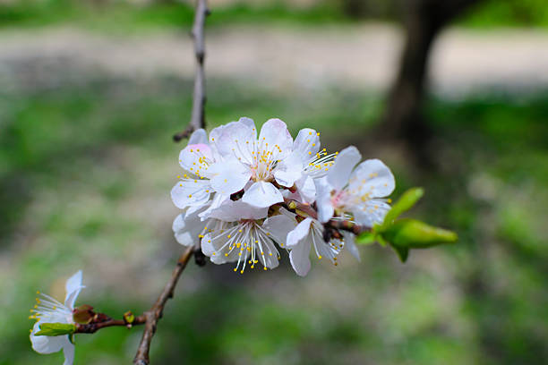 Delicate white blossoms bloom on a branch against a soft, blurred background. Symbolizing new beginnings, renewal, and the beauty of nature. Ideal for spring themes, and hopeful designs.