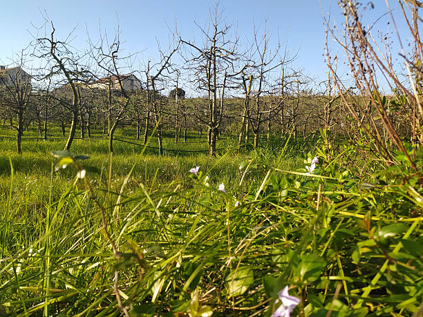 Idyllic spring orchard view. Represents new beginnings, growth, rural charm and peaceful countryside. Perfect for nature, farming, or seasonal themes.
