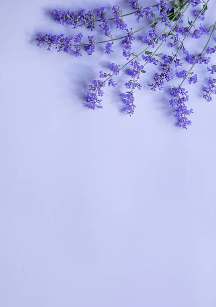 wild beautiful flowers on paper background