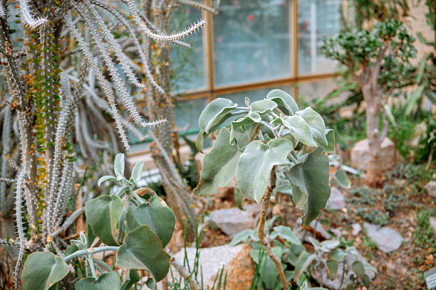 Succulent plants thrive in a well-lit indoor garden setting with varied textures.
