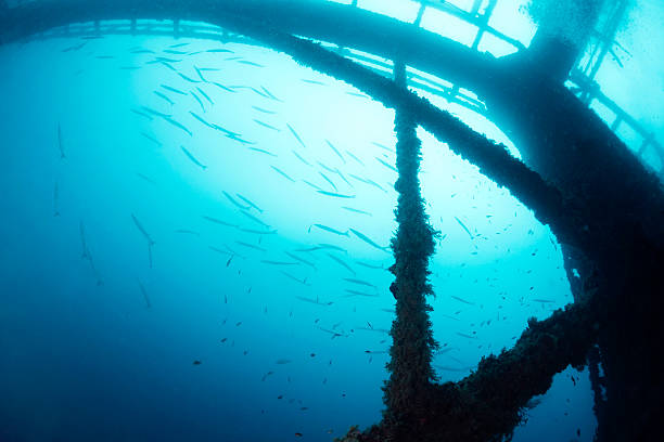 istock sunken structure in the sea with barracudas 2218340736
